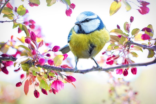 Fuglebeskyttelse: Hvordan du skaber et sikkert miljø for fugle i din have