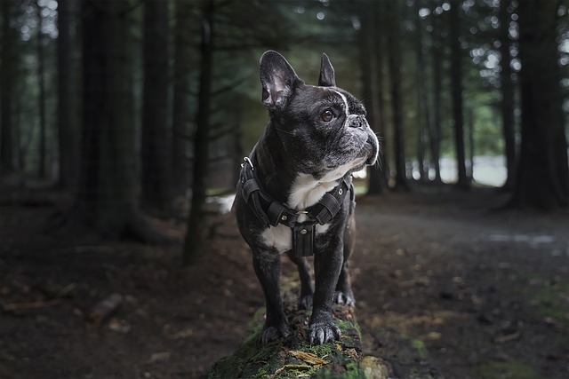 De bedste plejetips til din franske bulldog: Sådan holder du dens pels og hud sund og skinnende